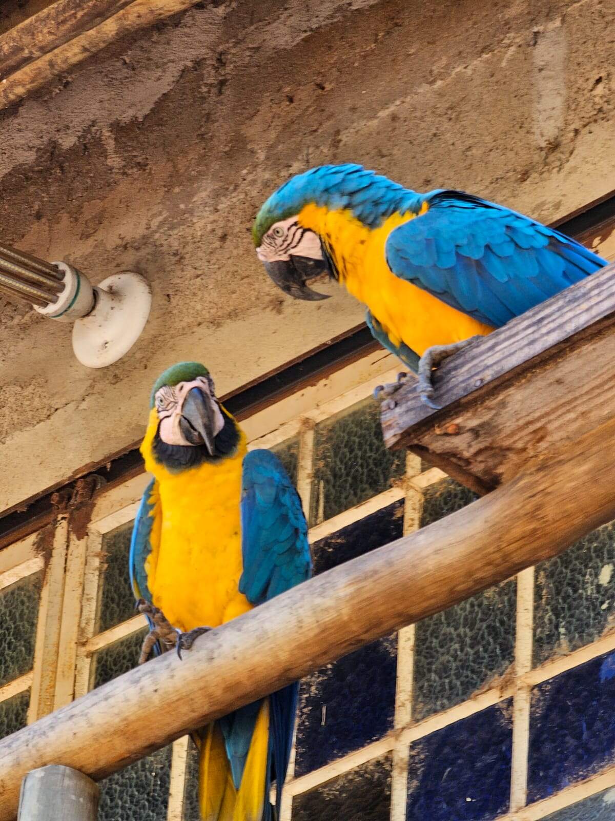 PM Ambiental devolve à natureza 400 aves apreendidas em cativeiro