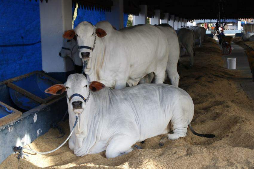 Feira Agro Sem Limites Em Bauru Elege Nesta Sexta O Grande Campe O Nelore