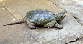 A tartaruga, da espécie chelydra serpentina, despertou curiosidade dos rifainenses, mas acabou indo embora