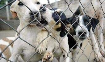 Quase 200 cachorros permanecem na Associação de Proteção aos Animais, em Batatais, enquanto esperam ser adotados