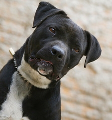 <b>FATALIDADE</B> - Para se ter uma ideia, a viol&ecirc;ncia &eacute; tanta que nem cachorro escapa. Hoje se um c&atilde;o se perder de sua fam&iacute;lia, pode ser encontrado morto.