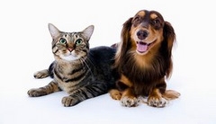 Estou come&ccedil;ando a entender quando algu&eacute;m se apega amorosamente a um animalzinho. Estou por um triz para admitir que eles - os bichinhos - se n&atilde;o preenchem, fazem diminuir um ou outro buraquinho emocional.