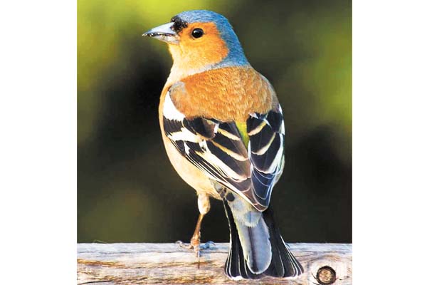 Eles não gostam de mudar de habitat