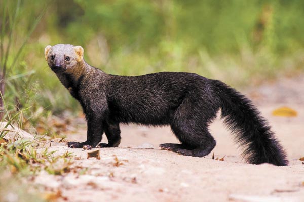 Ela tem um jeito esquisito, adora mel e sabe escalar  com rapidez um mamoeiro para apanhar a fruta de  que mais gosta.