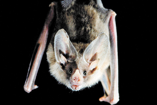 Os morcegos têm uma grande capacidade de adaptação aos ambientes e só não suportam lugares muito frios como os polos