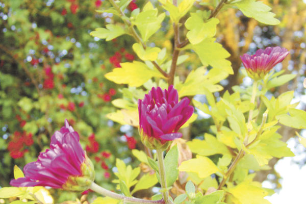 Lindas flores para celebrar o domingo de Natal. 