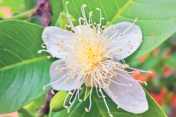A flor surgiu toda bela ao lado dos frutos. 