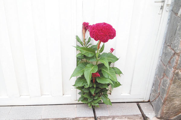 Nem mesmo o cimento impediu a flor de nascer na calçada