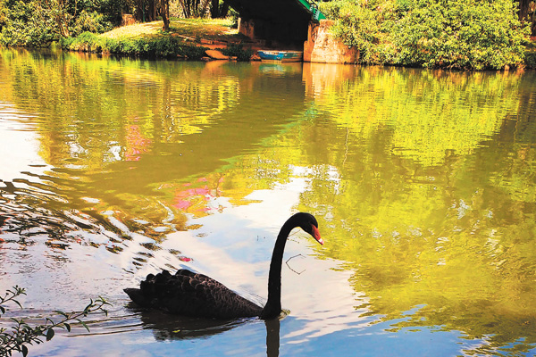 O pato nada tranquilamente na lagoa de água verde