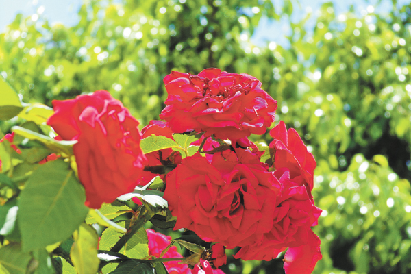  Uma bela rosa vermelha neste domingo. 