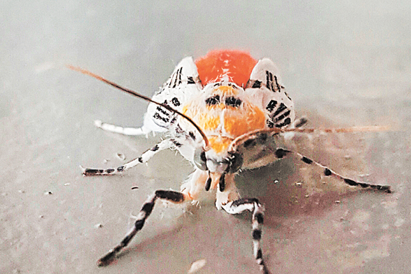 Olhando bem de perto, é bem bonita. Mas ao mesmo tempo assustadora.
