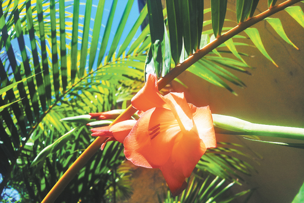 Em dia de muito sol, a flor até se vira para tomar um pouco de luz. 