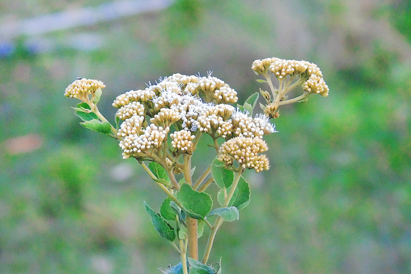 Bem meiga, a flor chama a atenção pela beleza. 