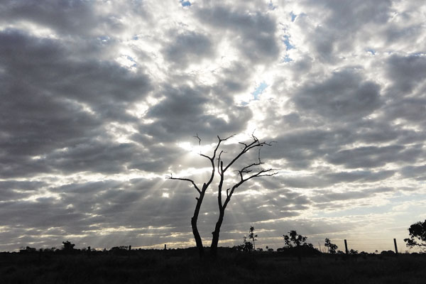 Os galhos secos ganham um destaque ainda maior com os últimos raios de sol. 