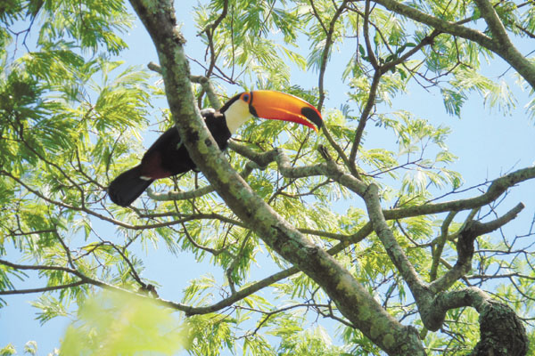 Em dia de muito sol, o tucano aproveita a sombra para descansar.