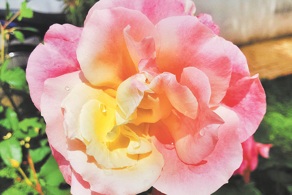 A rosa ainda guarda as últimas gotas da chuva. 