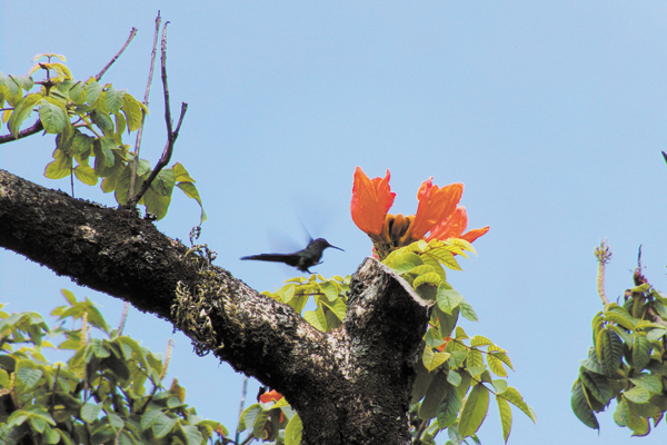 O beija-flor quase para no ar diante da flor.