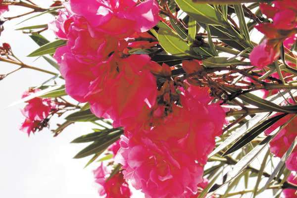 Como um buquê natural de flores rosas