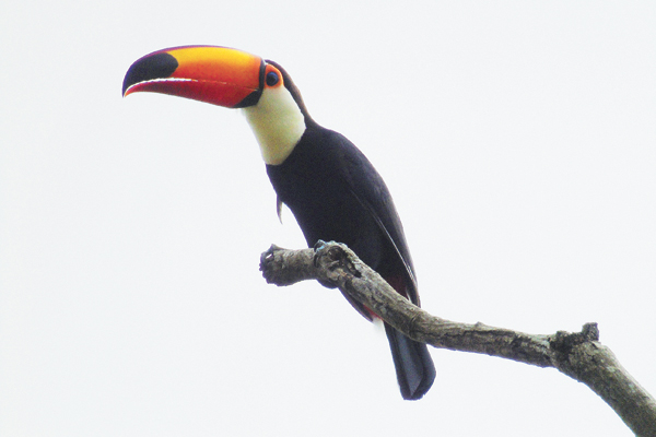 O tucano aproveita até mesmo o galho seco para descansar.