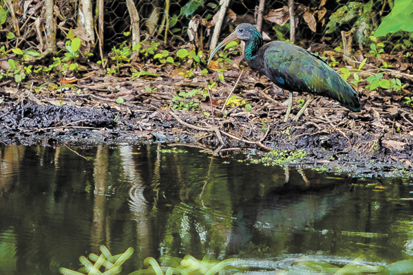 Desconfiado, o pássaro anda próximo ao lago em busca de comida.