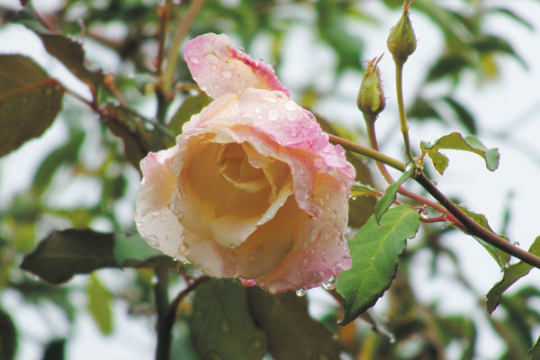 Em dia de muito calor, a chuva ajudou a refrescar a rosa. 