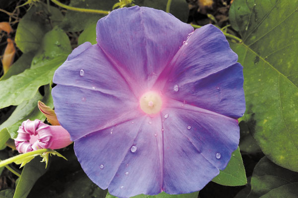 Em meio ao verde, o roxo da flor chama a atenção.