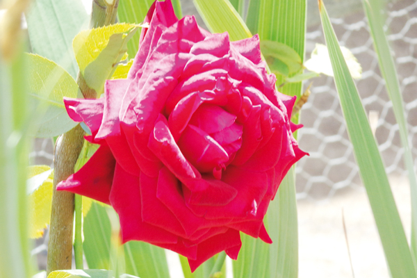 Mesmo com as pétalas murchas, a rosa ainda continua bela