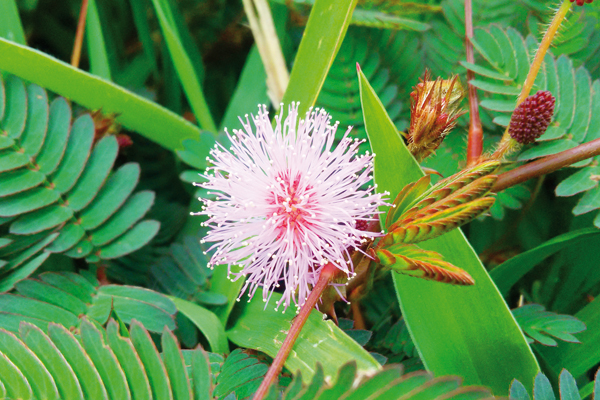 Mesmo com toda a delicadeza, a flor se destaca em meio a tanto verde. 
