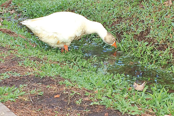 O pato aproveita a água corrente e busca insetos para comer