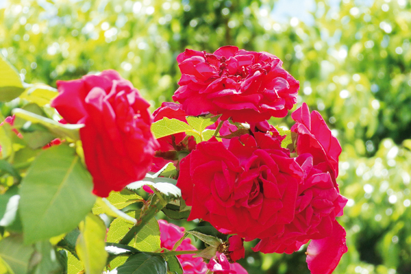 O vermelho da rosa se destacou ainda mais com a luz do sol.