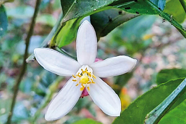 A flor chama a atenção pela delicadeza.