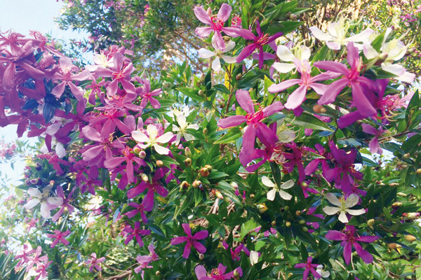 As flores são delicadas, mas todas juntas ganham destaque em meio ao verde das folhas.