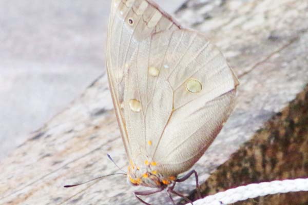 De tão cinza, a borboleta quase se confunde com a madeira. 