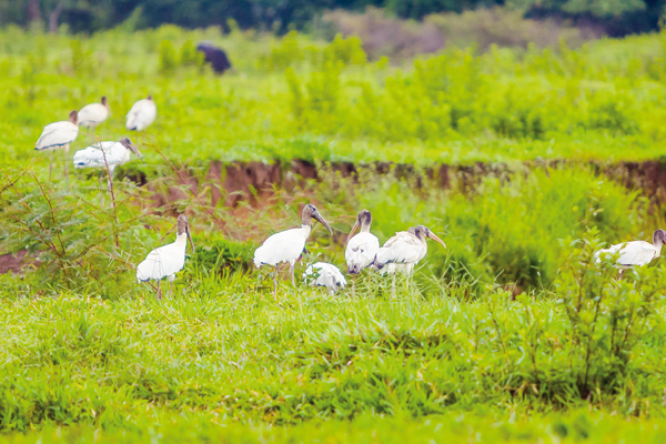 Uma reunião de Tuiuiú em fazenda em Minas Gerais.