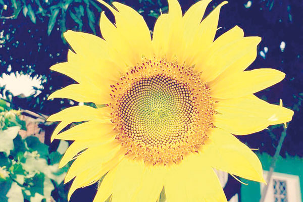 Amarelo como o sol, o girassol está sempre em destaque.