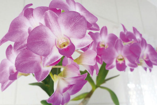 A orquídea está entre as mais belas flores