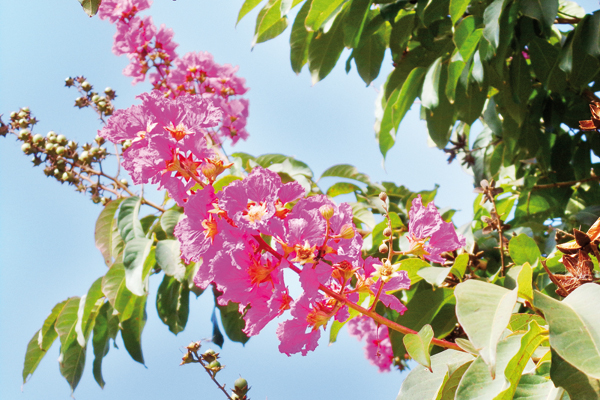 Belas flores para este domingo