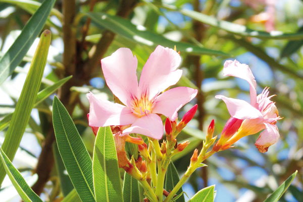 Mesmo com as petálas já caindo, a flor ainda preserva a beleza.