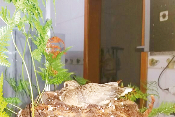 O pássaro aproveita a segurança da planta para fazer seu ninho.