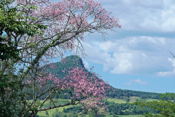 Em meio ao verde intenso, o rosa das flores se destaca.
