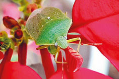 O inseto quase se confunde com a flor.