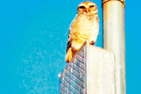 Ela aproveitou um pedacinho do poste para descansar. 