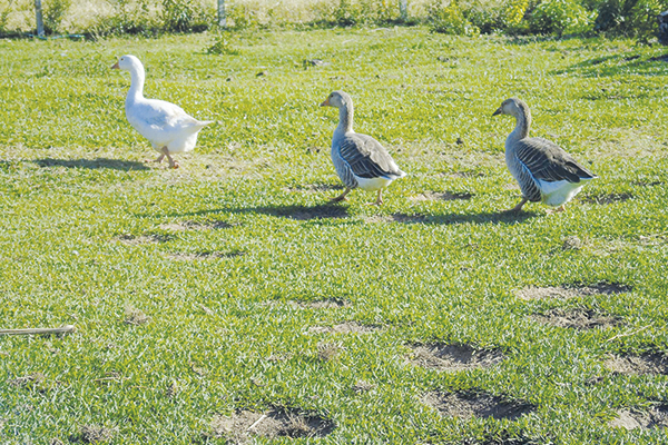 Em fila, os patos seguem o caminho unidos. 