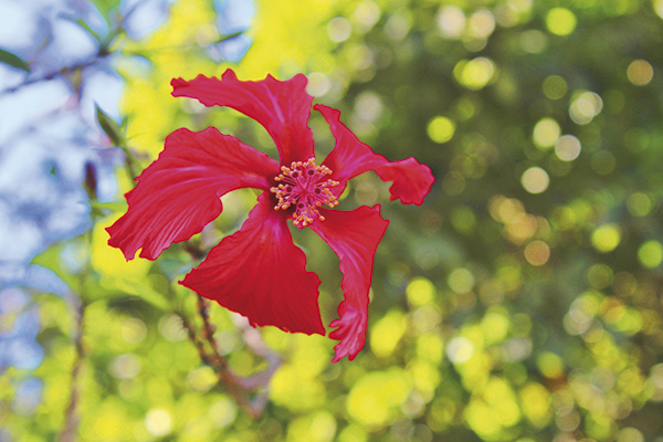 Em Delfinópolis (MG), esta bela flor chamou a atenção de Adrielly.