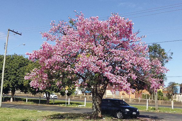 O motorista aproveita a sobra do belo ipê rosa para estacionar o carro.
