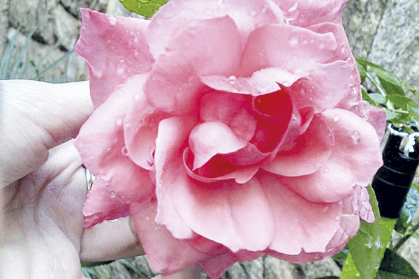 No jardim ela é ‘rainha’ e sempre chama a atenção pela beleza.