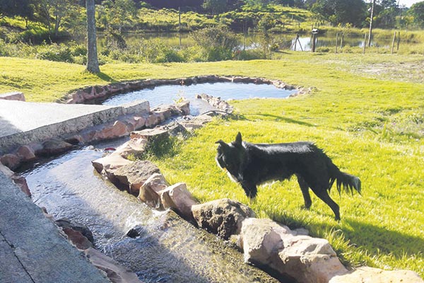 O cão observa a água correr tranquilamente rumo ao lago. 