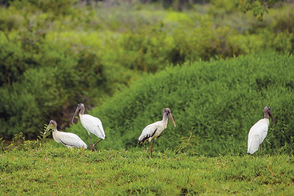 Filhotes de Tuiuiú em click na região de MG. Envie também suas fotos para 