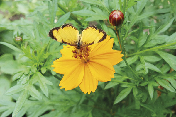 A borboleta quase se perde em meio à flor. 