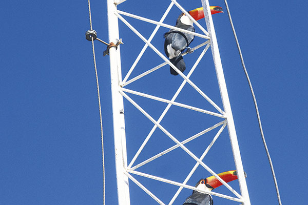 Os tucanos aproveitam a torre para descansar tranquilamente. 